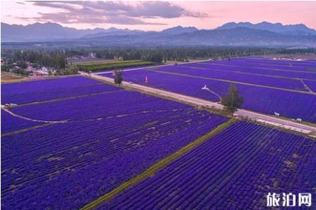 2019霍城薰衣草什么时候开 2019霍城薰衣草节活动攻略
