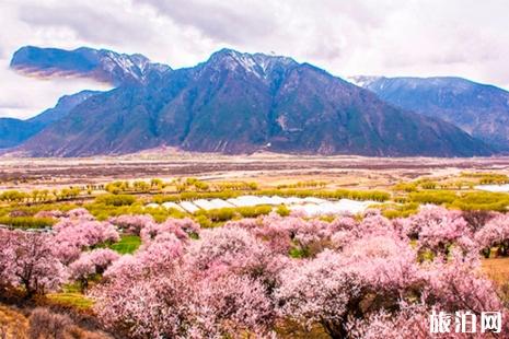 五一去林芝還有桃花嗎 2019年林芝墨脫地震影響旅行嗎