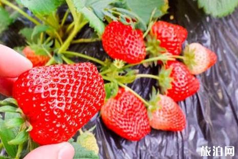 天津草莓采摘园哪个好+地址