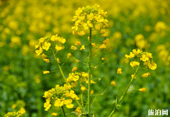 2019北京房山天開花海油菜花節時間+票價+活動內容