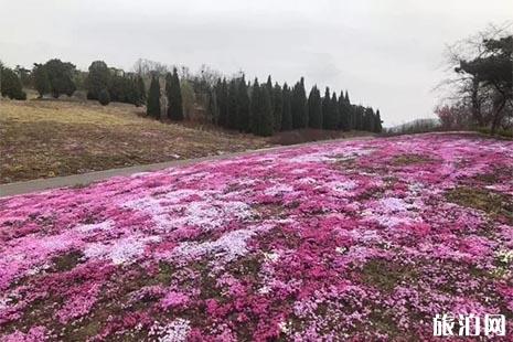 大連中荷球根花卉博覽會5月20日截止