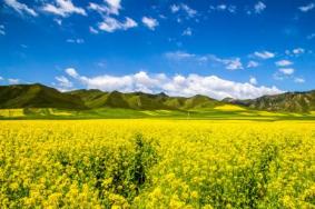 2019北京房山天开花海油菜花节时间+票价+活动内容