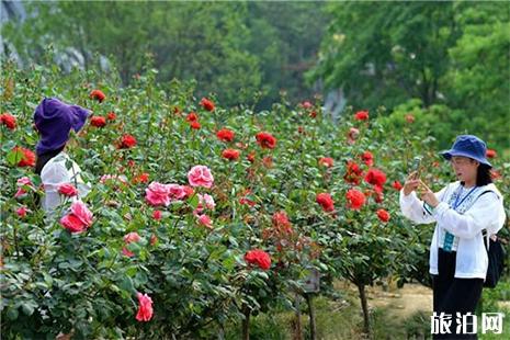 2019都江堰月季花节 附赏花攻略