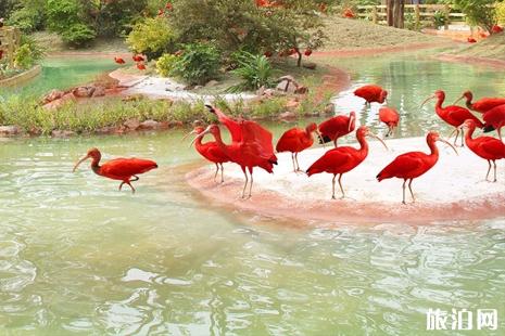 廣州長隆野生動物園一日游攻略+長隆飛鳥樂園攻略（門票+交通+開放時間）