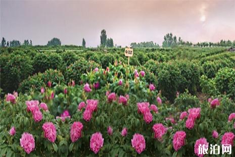 2019平阴玫瑰文化节5月10日开启 附赏花攻略