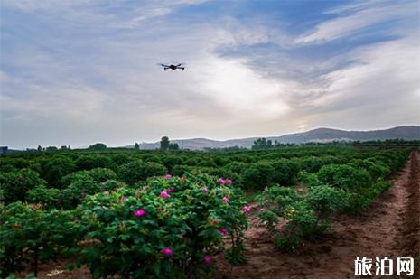 2019平阴玫瑰花文化节暨玫瑰博览会活动时间安排