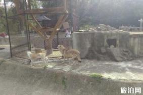 武汉一森林动物园以狗充狼原因+游玩攻略