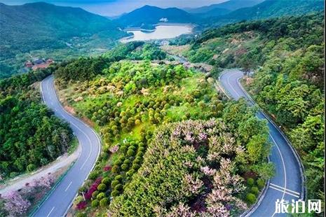 金华山罗店枇杷节5月18日开启 活动内容+交通指南