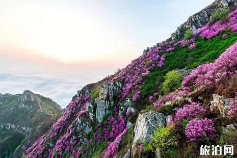 大小黑山杜鵑花賞玩 交通指南+杜鵑花花期