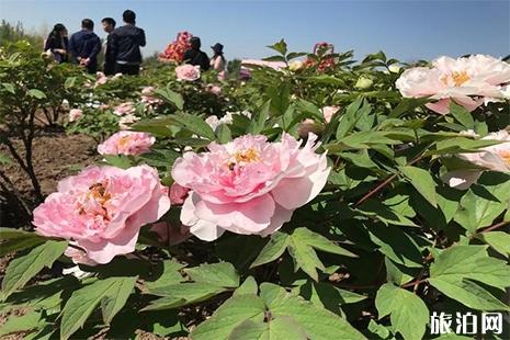 2019北京牡丹文化節 門票+活動