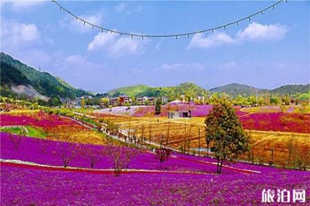 义乌后宅花间乐园门票信息 附芝樱花花期