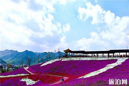义乌后宅花间乐园门票信息 附芝樱花花期
