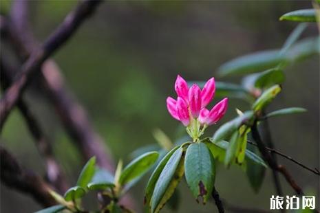 黄山杜鹃花赏玩线路