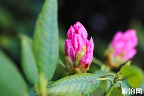 黄山杜鹃花赏玩线路