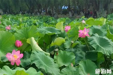 2019上海海灣國家森林公園荷花節 門票+交通