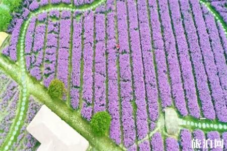 2019上海寻梦源薰衣草庄园赏薰衣草攻略