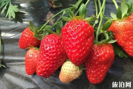 洛阳孟津草莓采摘园在哪里