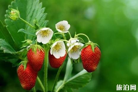 日本草莓什么时候上市 2019日本草莓甜品店推荐