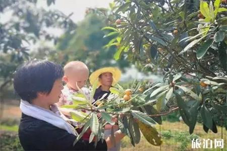 2019金华罗店枇杷节5月18日开启