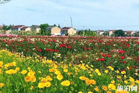 寧波五月賞花去哪里