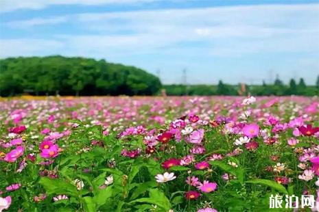 寧波五月賞花去哪里