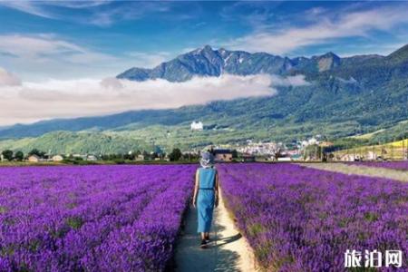 北海道薰衣草花期2019 北海道富良野薰衣草观赏地推荐