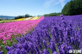 北海道薰衣草花期2019 北海道富良野薰衣草观赏地推荐