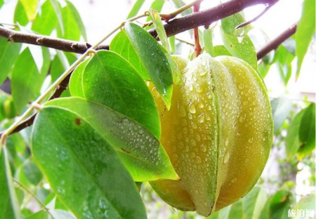 广州夏天去哪摘水果 2019广州哪里有水果摘+价格+交通