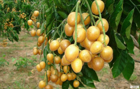 广州夏天去哪摘水果 2019广州哪里有水果摘+价格+交通
