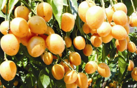广州夏天去哪摘水果 2019广州哪里有水果摘+价格+交通