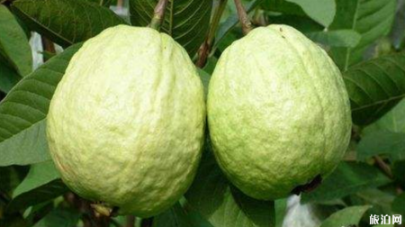广州夏天去哪摘水果 2019广州哪里有水果摘+价格+交通