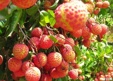 广州夏天去哪摘水果 2019广州哪里有水果摘+价格+交通