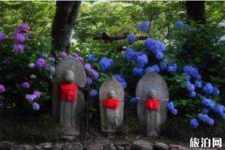 日本紫阳花盛花期2019 6月初日本哪里看紫阳花