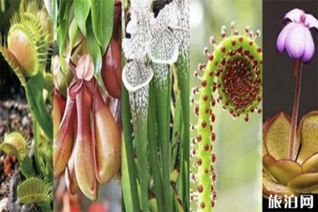 2019北京世园会植物馆温室食虫植物主题展6月1日开启