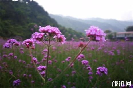 永州桐子坳马鞭草什么时候盛开