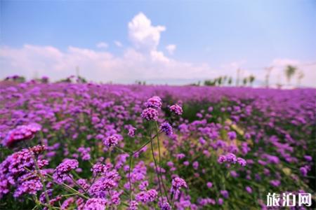 2019无锡雪浪山薰衣草门票信息+花期+开放时间
