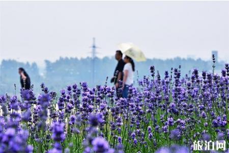 2019无锡雪浪山薰衣草门票信息+花期+开放时间