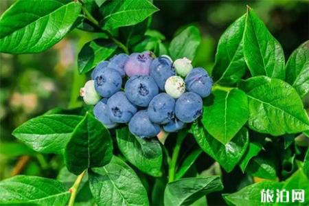 昆明蓝莓庄园在哪里 昆明蓝莓采摘地有哪些