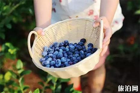 昆明蓝莓庄园在哪里 昆明蓝莓采摘地有哪些