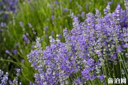 四川五月份赏花哪里好 薰衣草+栀子花