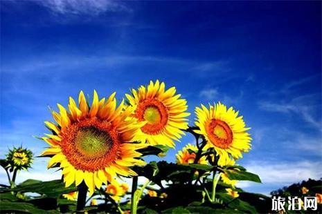 四川五月份赏花哪里好 薰衣草+栀子花