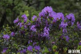 2019尧山杜鹃花节 附杜鹃花赏花攻略