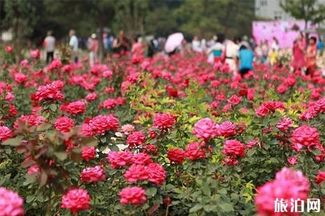 陶然亭月季花開了嗎