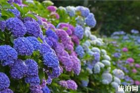 2019日本绣球花花期+门票价格+赏花景点