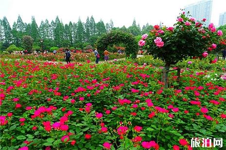 2019武漢青山和平公園月季花展信息