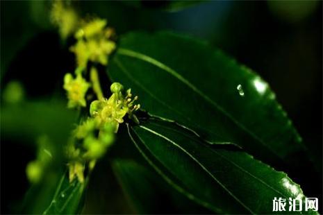 2019德州乐陵尾届枣花节6月1日开启 附活动时候安排