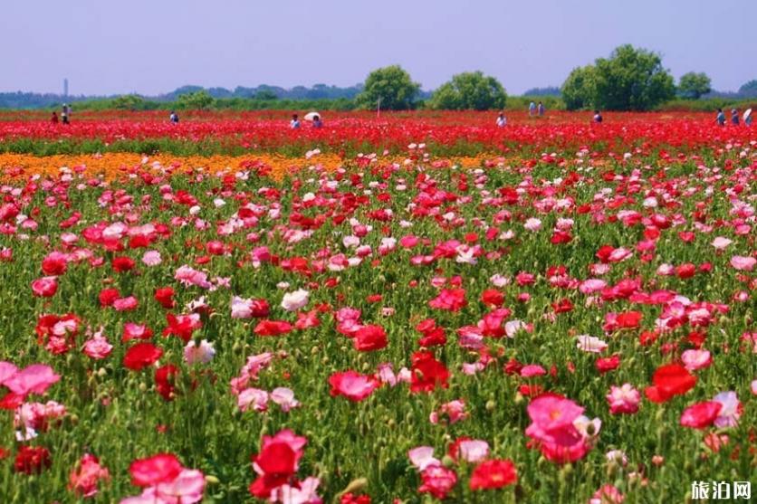 2019日本赏花时候表+天面