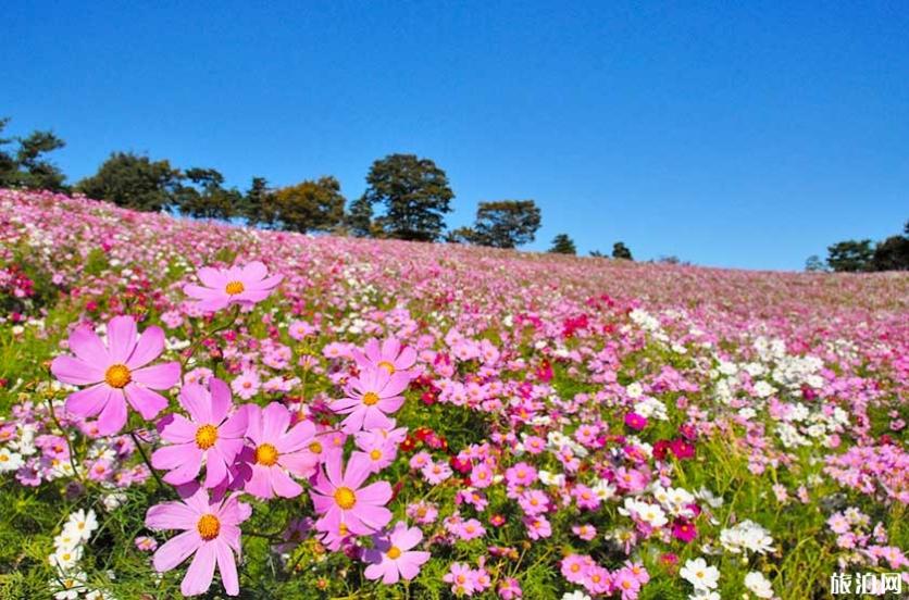 2019日本赏花时候表+天面