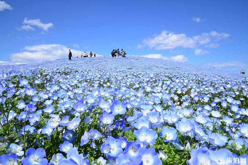 2019日本赏花时间表+地址