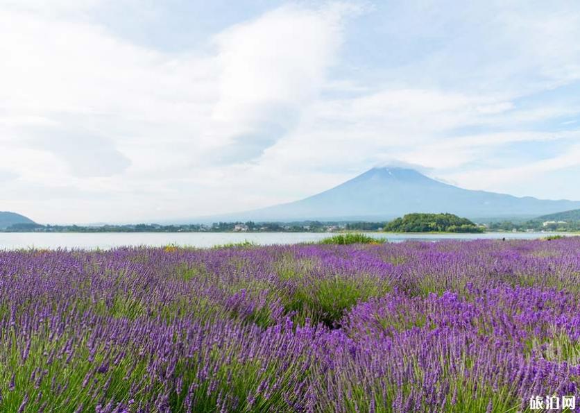 2019日本賞花時間表+地址